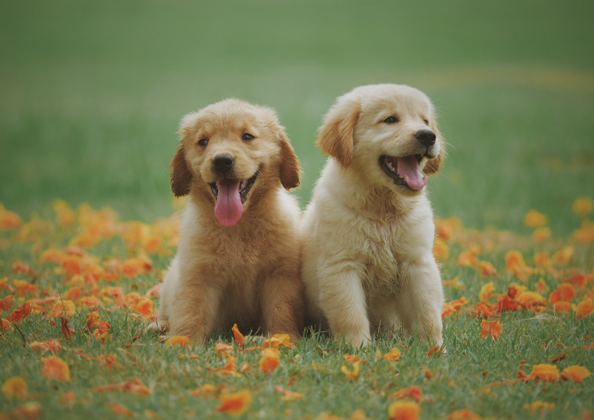 ''Köpeklerde Gençlik Hastalığı''